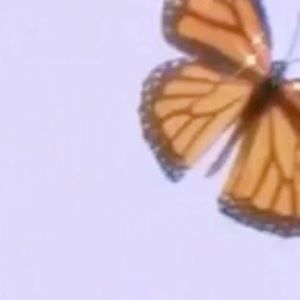 Meet your Posher, Anabel